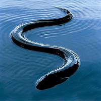 Image result for electric eels image