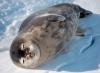 The Weddell seals are the best  divers
