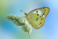 The eyesight of colias butterflies