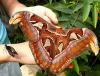 Giant butterflies