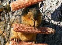 What is a nibble? What is a nibble?