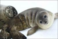 The Weddell seals are the best  divers