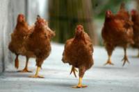 The longest flight of a chicken