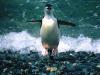 A penguin jump